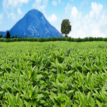 CÂY LƯỢC VÀNG VÀ NHỮNG CÔNG DỤNG THEO Y HỌC